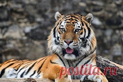 В российском регионе нашли растерзанное тигром тело мужчины. В Хабаровском крае охотник погиб от нападения тигра — его растерзанное тело нашли в Советско-Гаванском районе. Об этом сообщили в администрации района, передает ТАСС. Там добавили, что останки человека нашли в районе поселения Нельма в южной части района, рядом обнаружили следы, похожие на тигриные.