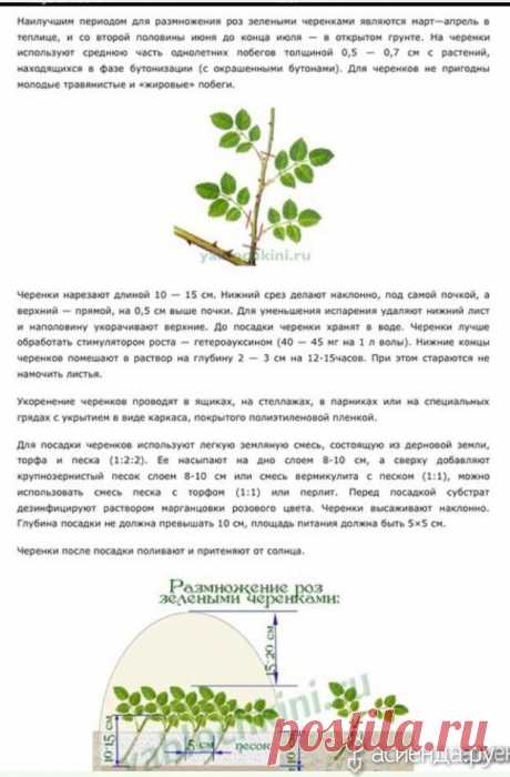 Пришла пора черенковать розы! Даешь каждому саду - розарий!!: Группа Клумбы и цветники