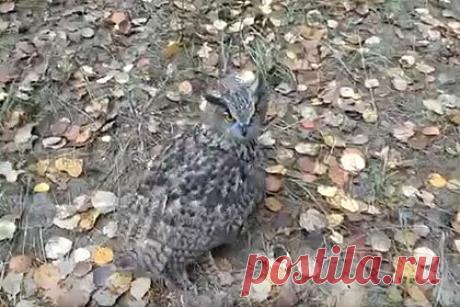 В Калининградской области выпустили в природу птиц из Красной Книги России. В Калининградской области выпустили в природу трех краснокнижных филинов, сообщил Росприроднадзор. Ведомство уточняет, что на волю выпустили трех филинов обыкновенных (Bubo bubo). Они родились весной 2022 года в Клубе любителей соколиной охоты. «Ты свободен, маленький!» — сказал один из орнитологов, отпуская птицу.