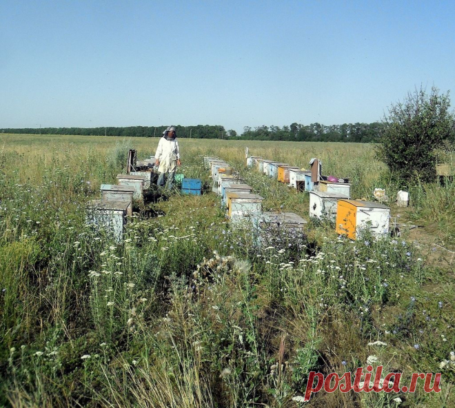 Человек с фотоаппаратом, в жаркий день - 6 Ноября 2015 - Персональный сайт