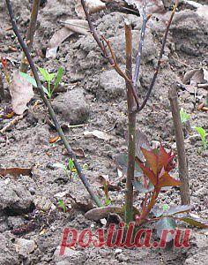 Проблемы при выращивании роз |