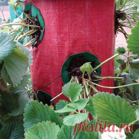 Strawberries Grown in Vertical Tiers - Поиск в Google