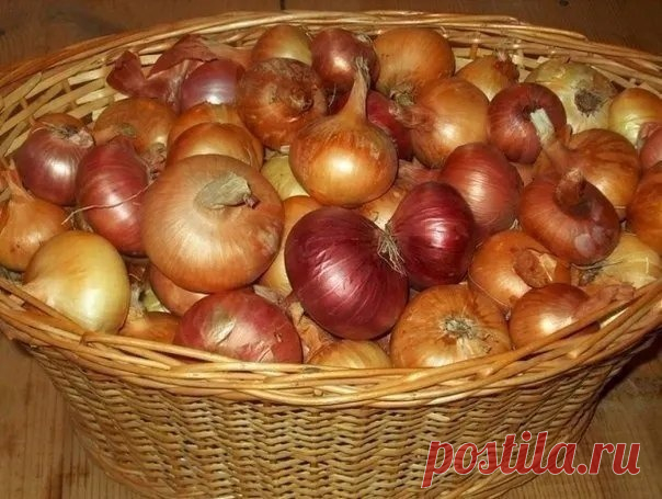 Польза луковой шелухи