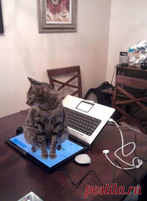 Тяжёлая дума на мохнатой мосе: Как коты наказывают непослушных людей (+ смешные фото) | Лариса Кречетова | Яндекс Дзен