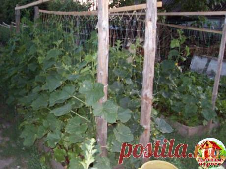 Огурцы в траншеях - двойной урожай! 

Существует эффективный метод выращивания раннего урожая огурцов - в среднем по 20-25 шт. с каждого куста. Урожай при использовании этого метода в несколько раз выше обычного. 
Для этого сухие семена огурцов высевают в ящики, на дно насыпают песка - для фильтрации, сверху добавляют почвосмесь (50% огородной земли и 50% перегноя). 
Наполнять ящички следует до половины их высоты на 3-4 см. Семена высаживают на глубину 1-2 см через 3-4 см....