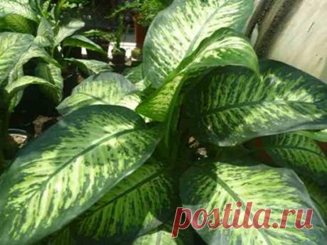 Prácticas Ideas para el Hogar...: 6 plantas Toxicas que pueden estar en tu Hogar