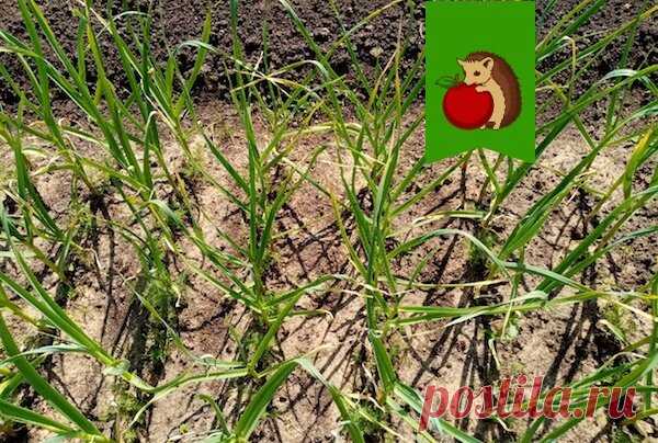 Начало лета – пора вносить третью подкормку чеснока для крупных и крепких головок | садоёж | Яндекс Дзен