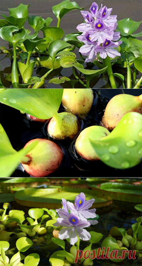 Водный гиацинт посадка и уход не такой уж и сложный как кажется