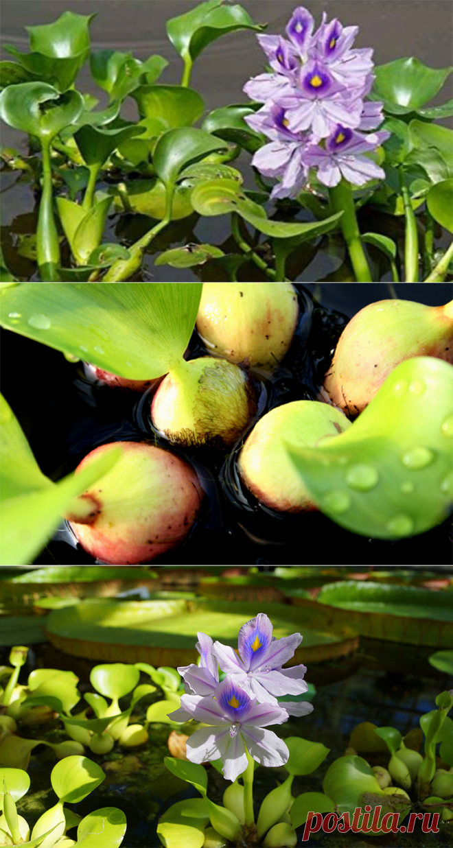 Водный гиацинт посадка и уход не такой уж и сложный как кажется