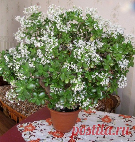 Как добиться цветения Денежного дерева❓