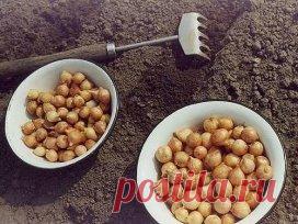 ХИТРОСТИ ПОДЗИМНЕГО ПОСЕВА РАСТЕНИЙ
Прошло хлопотливое лето, собран урожай, практически закончены садовые работы. Тихонько подобралась беспокойная и красивая осень.
Самое время для начала будущего сезона, чтобы уже весной порадоваться первым дарам нашего огорода. Ведь каждый дачник знает как не хватает свободного времени весной - каждый час дорог.
Так почему же нам не облегчит себе весенние работы и не провести посев под зиму наших любимых овощей и цветов.
Посев под зиму подходит для холодо