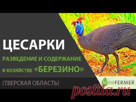 ЦЕСАРКИ / В хозяйстве Березино. Разведение, содержание, корм, уход.