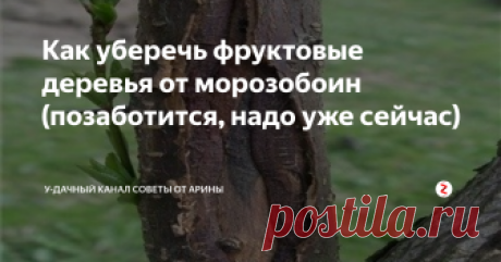 Как уберечь фруктовые деревья от морозобоин (позаботится, надо уже сейчас) Многие сталкивались с тем, что после суровой зимы, на коре фруктовых деревьев появляются морозобоины. Эти продольные трещины, способны нанести дереву значительный урон: может снизиться урожайность, дерево будет долго болеть, может погибнуть.
