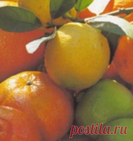 польза лимона | ЗДОРОВЫЙ ДОМ