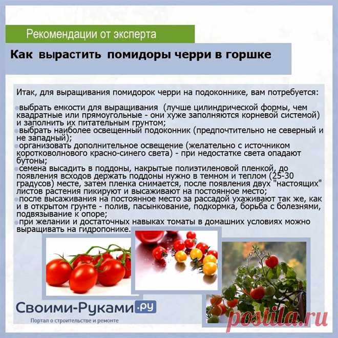Как вырастить помидоры черри в горшке