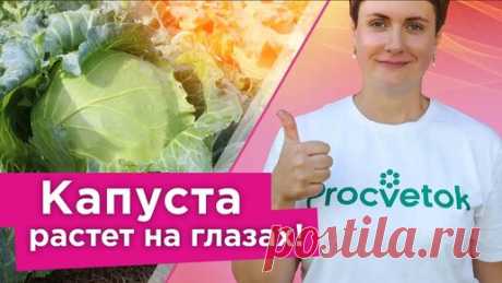 Всегда кормлю капусту так в августе! Завязываются плотные, сочные и крупные кочаны | Procvetok | Дзен