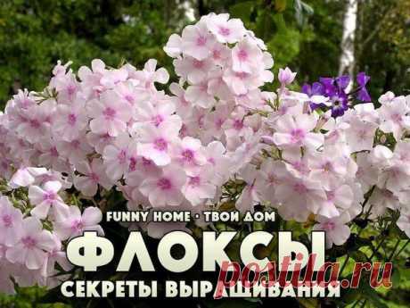 ФЛОКСЫ. СЕКРЕТЫ УСПЕШНОГО ВЫРАЩИВАНИЯ