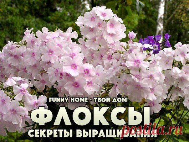 ФЛОКСЫ. СЕКРЕТЫ УСПЕШНОГО ВЫРАЩИВАНИЯ