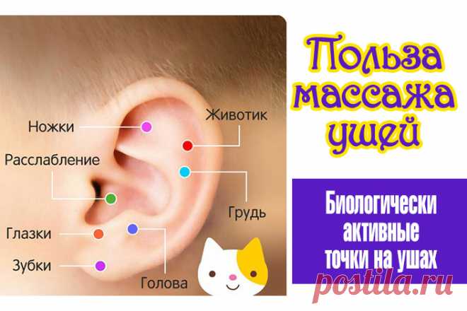 Польза массажа ушей. Биологически активные точки на ушах | Полезные советы