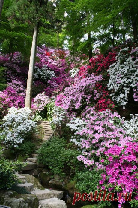 ✿ Azalea Flowers ~ Saga, Japon | ✿ FlOwɛɽʂ╭•⊰✿ Ɠaɽɗɛɲʂ ✿