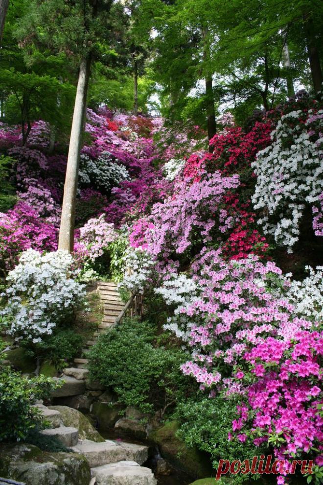 ✿ Azalea Flowers ~ Saga, Japon | ✿ FlOwɛɽʂ╭•⊰✿ Ɠaɽɗɛɲʂ ✿