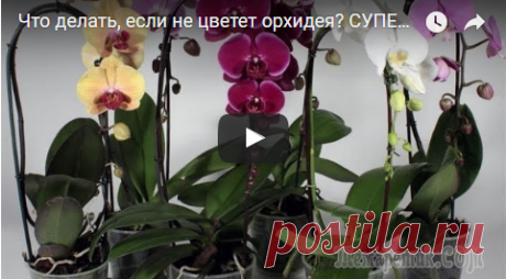 Что делать, если не цветет орхидея? Что делать, если не цветет орхидея?Купили вы орхидею, она благополучно отцвела и стоит, растут только листья, а цветоносов и в помине нет. Что делать в такой ситуации?Я вам покажу способ, который дейс...