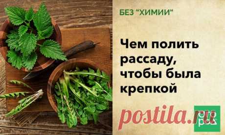 Без &quot;химии&quot;: чем полить рассаду, чтобы была крепкой | Рассада (Огород.ru)