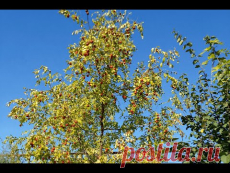 Зизифус, Унаби, Северный финик осенью (Ziziphus jujuba)