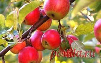 КАК РЕГУЛИРОВАТЬ УРОЖАЙНОСТЬ ПЛОДОВЫХ ДЕРЕВЬЕВ?
Сверхурожай вытягивает из растения все соки, истощает его и подрывает иммунитет, снижается зимостойкость. И даже если зима будет не очень суровой, бурно плодоносившее дерево может погибнуть или сильно пострадать. Но таких печальных последствий нетрудно избежать. 

Правильный уход поможет растению восстановить силы и пережить холода. 

Этот год именно такой: сплошное изобилие. Конечно, урожай летних яблок и слив уже собран, но...