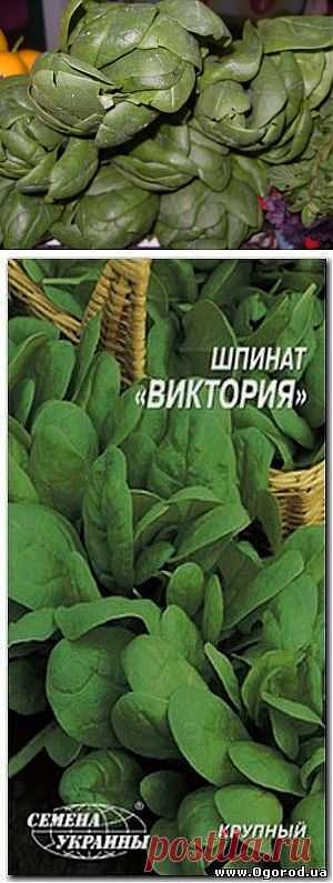 Шпинат — культивируемое овощное, лекарственное, декоративное растение. В диетическом питании употребляют молодые листья (щи, витаминные салаты, соусы, гарнир, пюре, сок), которые усиливают перестальтику кишечника, оказывают легкое слабительное, капилляроукрепляющее, противосклеротичное, противовоспалительное, противоанемичное действие, полезны при ожирении. Противопоказаны при почечно-каменной болезни, нефритах, подагре, заболеваниях печени, желчного пузыря, поджелудочной железы.