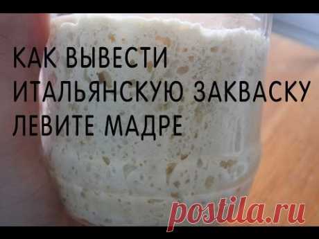 Как вывести Левите Мадре. Итальянская закваска с нуля