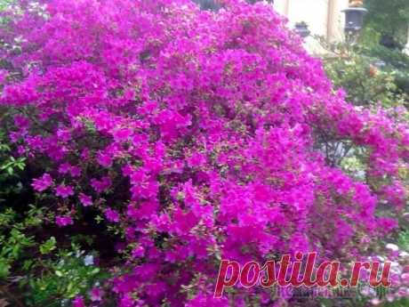 Сочинский дендропарк