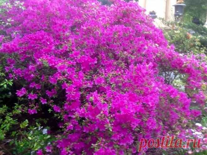 Сочинский дендропарк