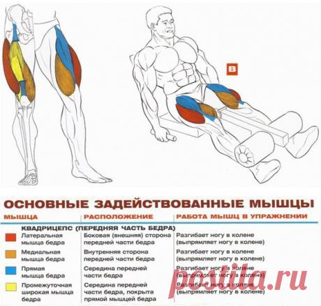 💪 Упражнения + Анатомия для мышц ног  / Урок &quot;Труда&quot;