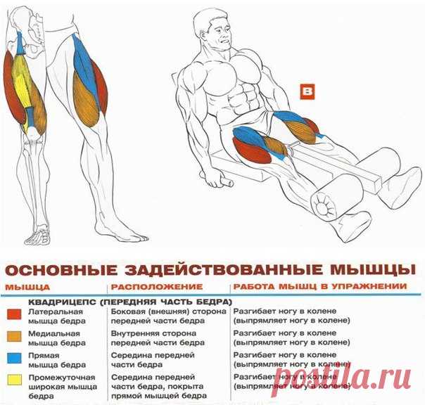 💪 Упражнения + Анатомия для мышц ног  / Урок "Труда"
