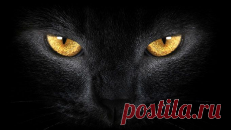 Кошка: святое существо или исчадие ада?