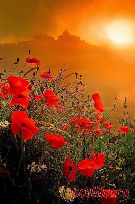 Flowers, Provence, France | FLOWERS