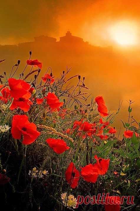 Flowers, Provence, France | FLOWERS