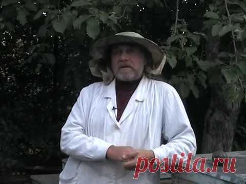 Пчелиный подмор.  Настойка и мазь, как приготовить и использовать .