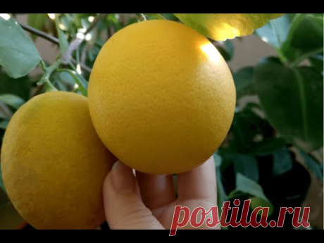 Лимон Мейера. Корнесобственный с плодами (Citrus meyeri)