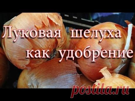 Луковая шелуха как удобрение. Подкормка луковой шелухой.