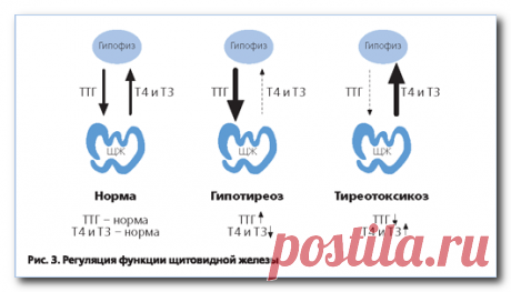 Гормон ТТГ повышен - что это значит у женщин и мужчин?