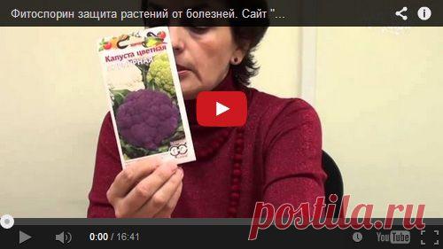 Фунгицид Фитоспорин-М – инструкция: применение, совместимость. Препарат Фитоспорин-М (паста и порошок)