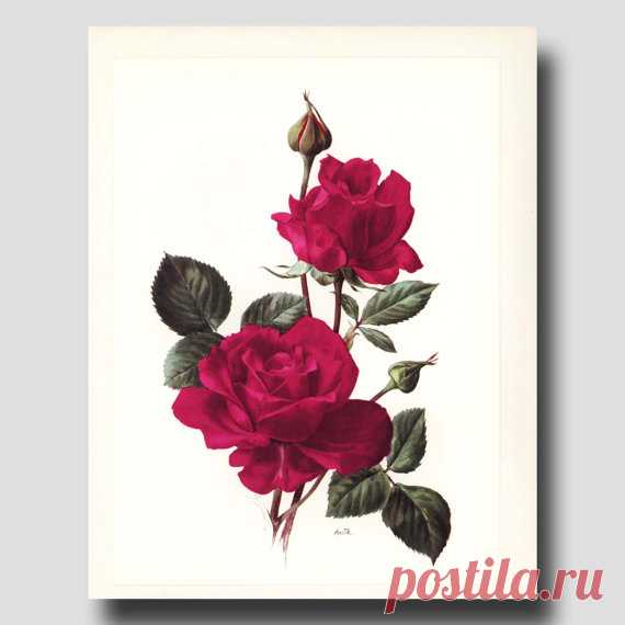 Botanical Print 1960s New Yorker Red Rose от ParagonVintagePrints