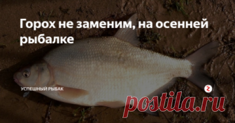 Горох не заменим, на осенней рыбалке Рыбаки научились использовать многие крупы для успешной рыбалки. Трудно сейчас подумать, что не было бы таких круп как перловка, пшенка, кукурузы, манной крупы. Ведь именно каши, сваренные из этих круп, дают возможность увеличить количество пойманной рыбы. Они могут служить и как прикормкой, так и насадкой.
Поэтому горох также очень востребован среди рыбаков. Хочется отм