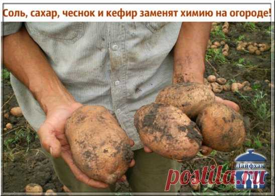 Иногда нам и в голову не приходит, что удобрения и ядохимикаты могут заменить самые обычные продукты - соль, сахар, чеснок, кефир, горчица.
Вот, например, появились на томатах первые признаки фитофтороза. Чтобы спасти плоды, надо ускорить их созревание. В этих целях обычно рекомендуют подкормить томаты калием и фосфором. Но есть способ проще. Возьмите на 1 л воды 100 г поваренной соли и этим раст