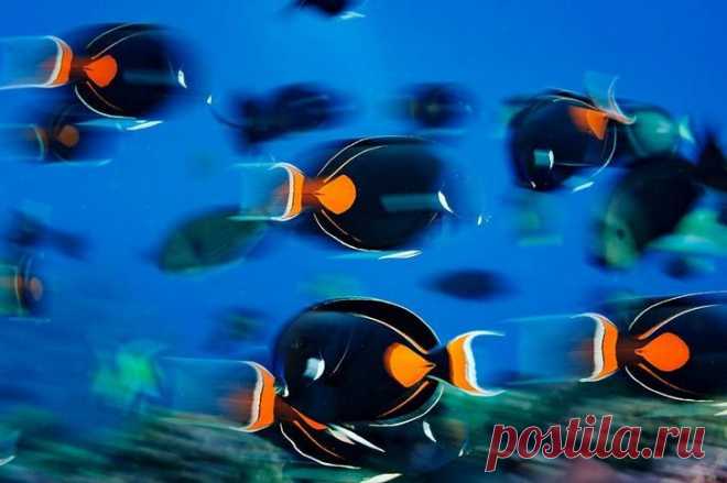 Редкие подводные кадры исчезающей морской жизни