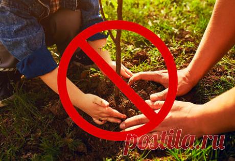 Заколдованные места: 5 мест на дачном участке, где не стоит сажать деревья