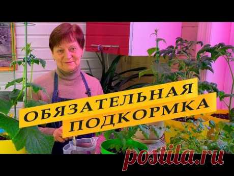 Обязательная подкормка огурцов и помидоров в начале цветения.