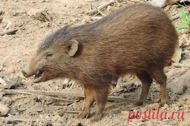 Карликовая свинья — самая маленькая и редкая дикая хрюшка